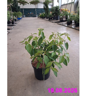 Viburnum plicatum 'Sum. Snowflake' C 2,5 L